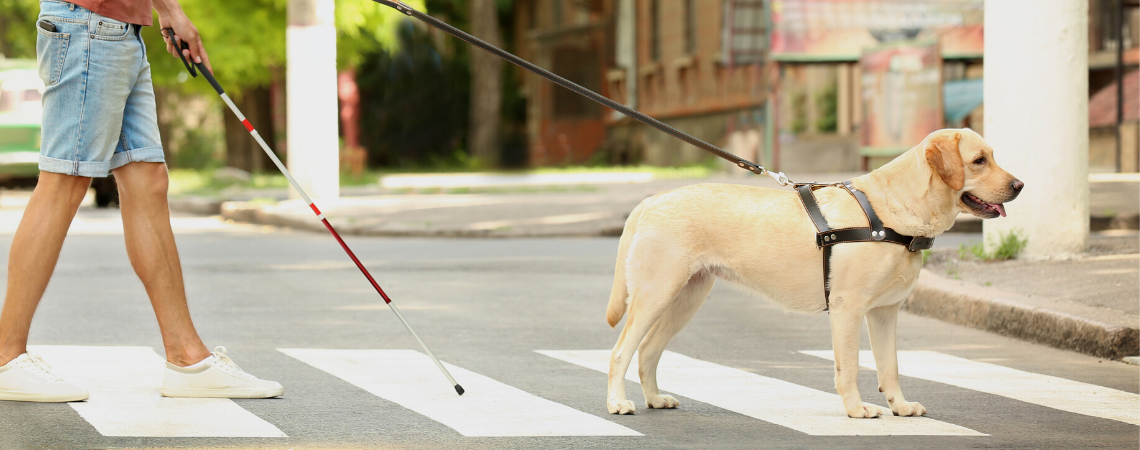 SERVICE DOG