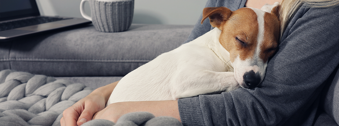 Tired dog cuddling with owner