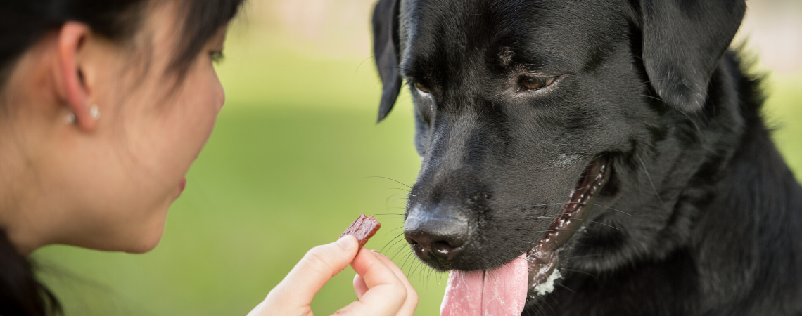 DOG GETTING FED A SUPPLEMENT