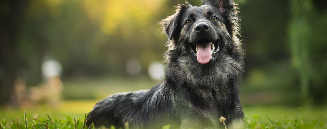 HAPPY DOG