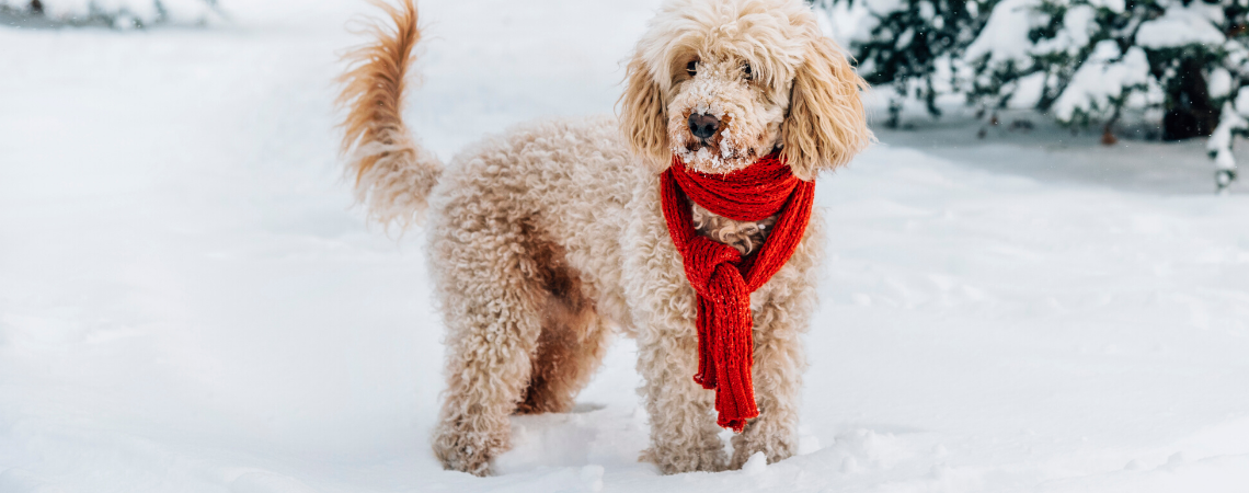 GOLDEN DOODLE PLAYING IN THE SNOW