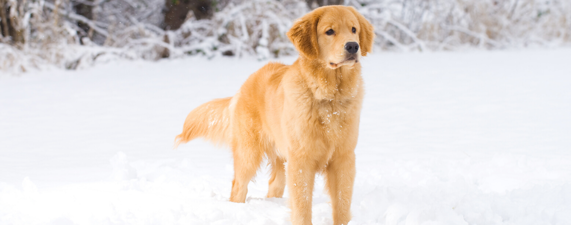 GOLDEN RETRIEVER IN SNOW