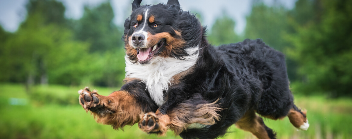 BERNISE MOUNTAIN DOG MID-JUMP