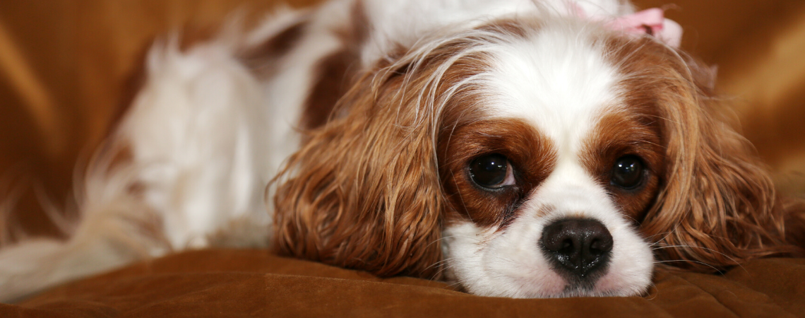 SPANIEL SUFFERING FROM LEAKY GUT