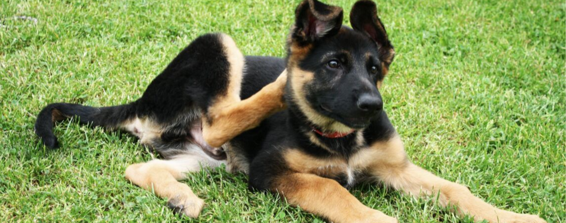 SCRATCHING GERMAN SHEPHERD