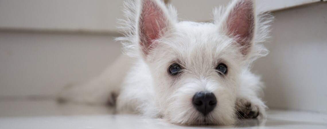 ANXIOUS WHITE TERRIER