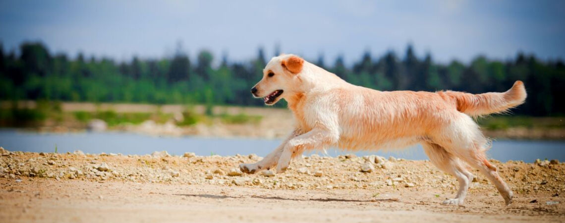 GOLDEN RETRIEVER RUNNING