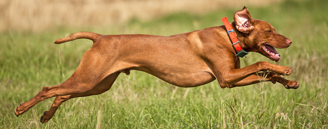 LEAPING HUNGARIAN HOUND DOG