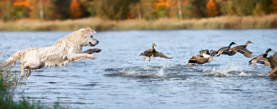 GOLDEN RETRIEVER CHASING DUCKS IN WATER