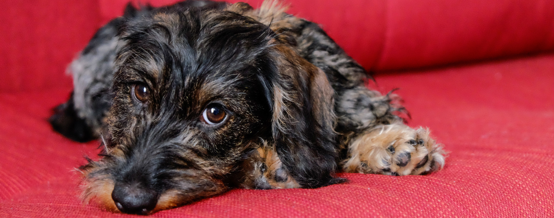 ANXIOUS WIREHAIR DACHSHUND 