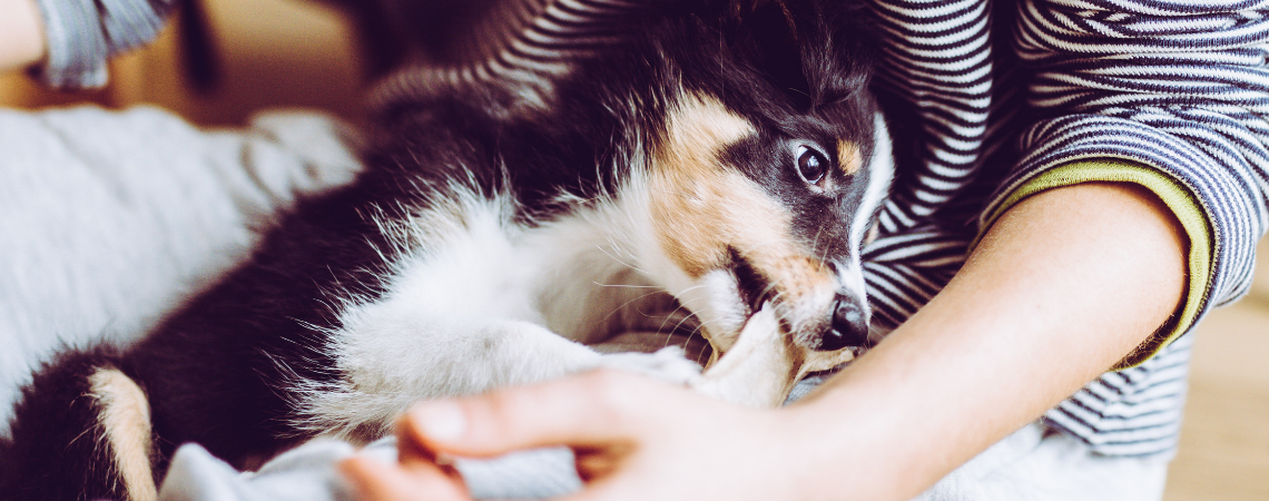 TEETHING COLLIE PUPPY