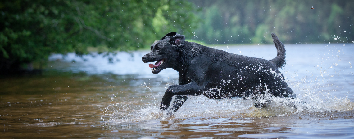 LEAPING BLACK LABRADOR RETRIEVER