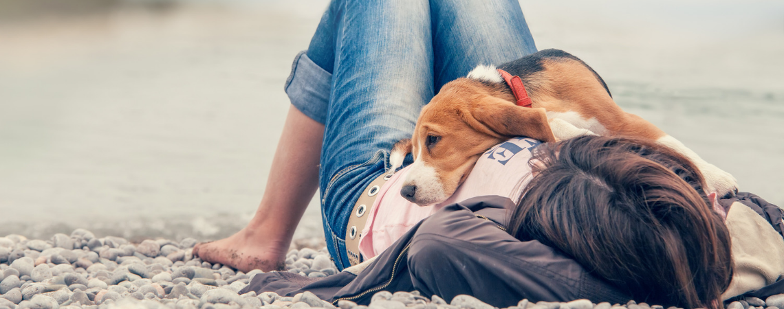 BEAGLE WITH HEAD RESTING ON WOMAN'S CHEST