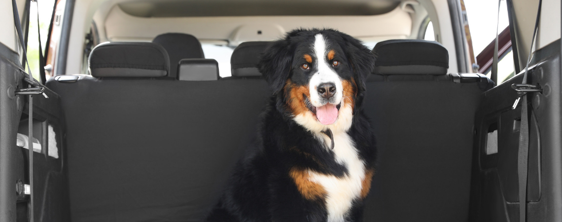 BERNESE MOUNTAIN DOG IN CAR TRUNK