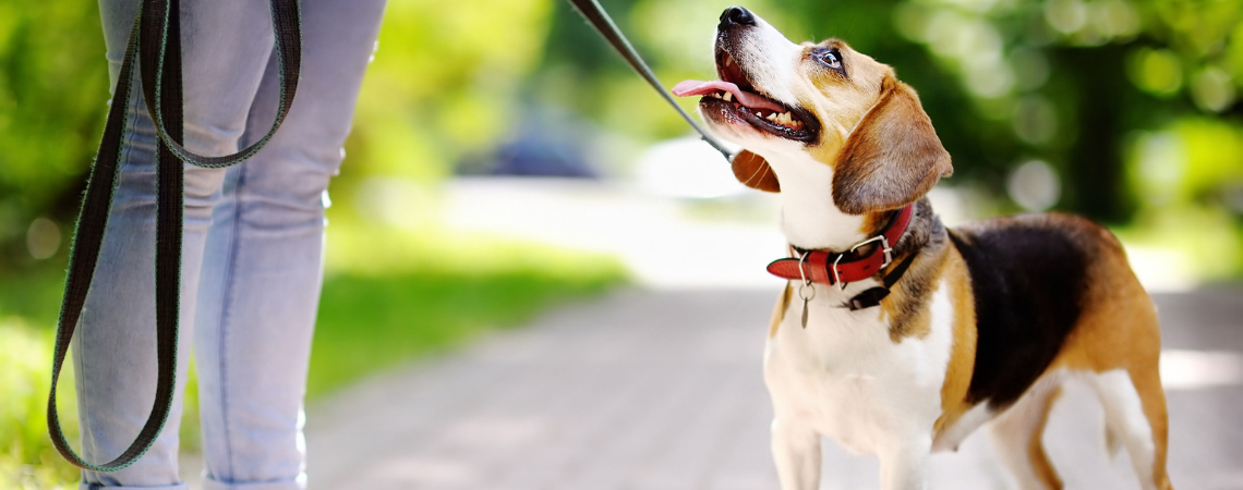 BEAGLE LOOKING AT OWNER