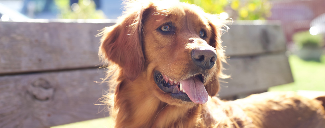 GOLDEN RETRIEVER