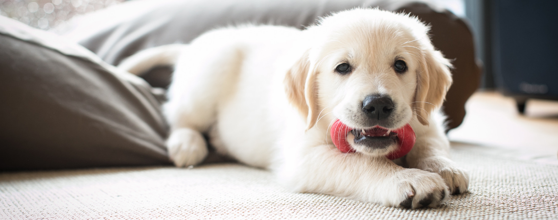 PUPPY IN NEW HOME