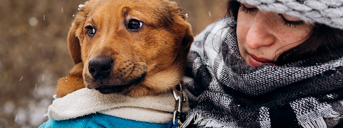 Stressed Dog with Owner