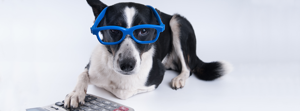 Dog with glasses and calculator