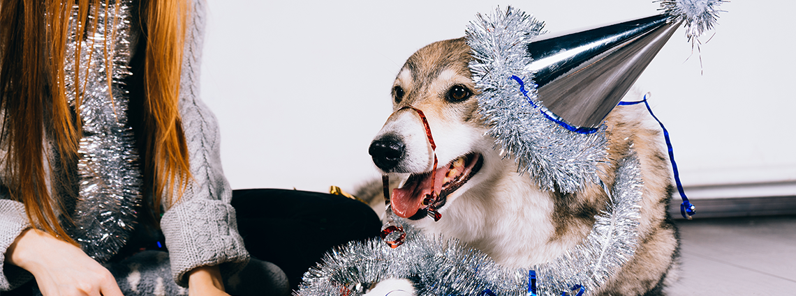 Dog with owner and party hat