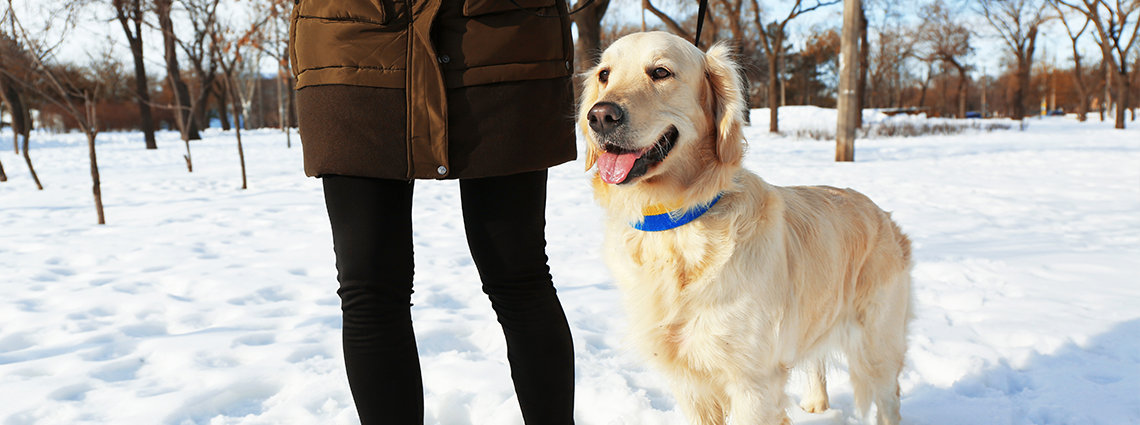 Dog walking in snow with owner