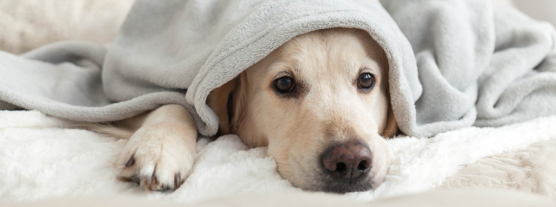 Sick Dog Under Blanket