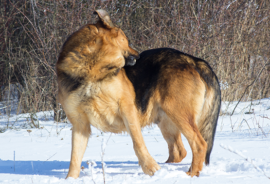 Dog in snow itching its back