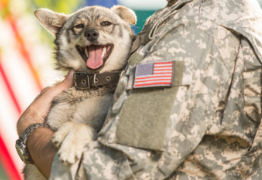 MILITARY DOG