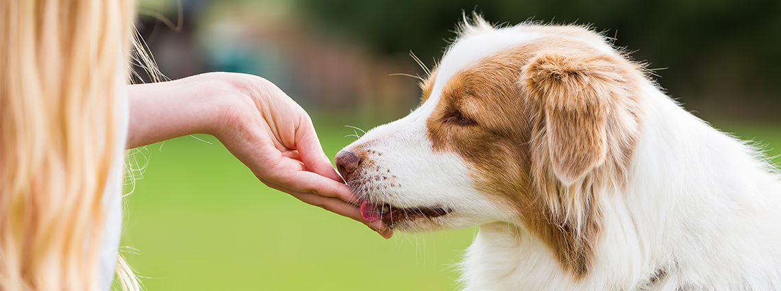 Feeding Dog Supplement