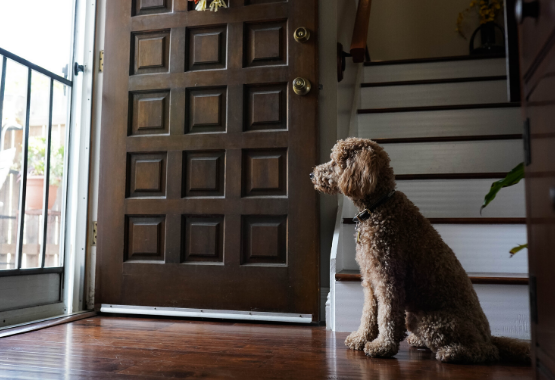 DOG WAITING FOR OWNER TO COME HOME