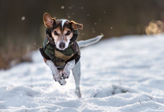 DOG WEARING COAT RUNNING THROUGH SNOW