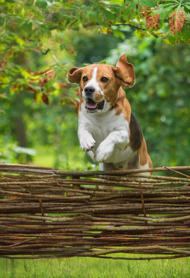 BEAGLE JUMPING OVER A FENCE