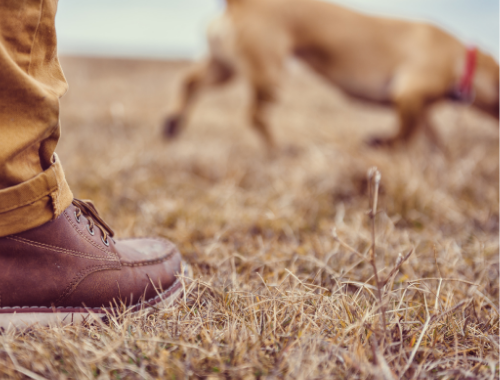 HUNTING DOG FOLLOWING SCENT TRAIL