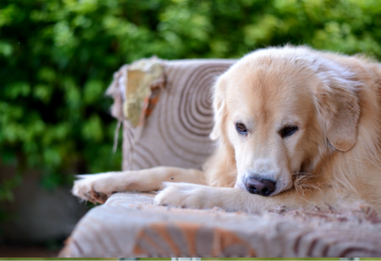 GOLDEN RETRIEVER LICKING AN ITCH