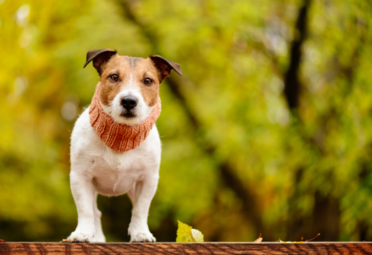 JACK RUSSELL TERRIER