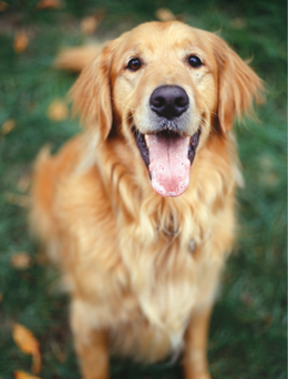 GOLDEN RETRIEVER