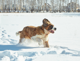 ST. BERNARD RUNNING THROUGH SNOW