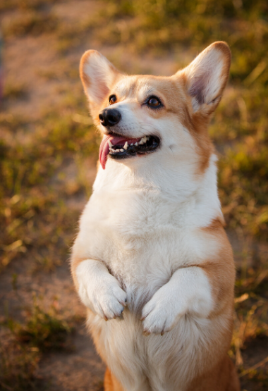 CORGI DOING TRICK