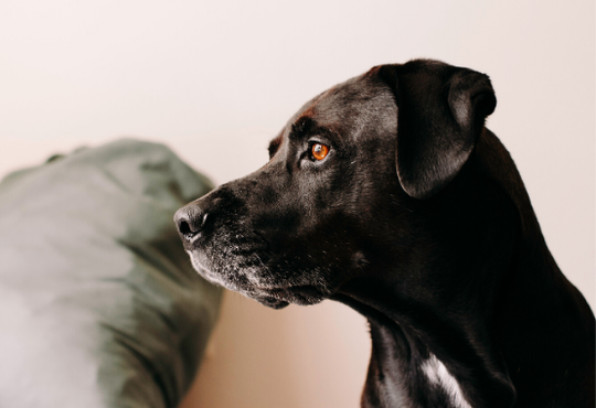 ANXIOUS DOG 