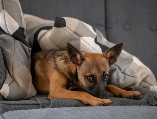 DOG RECOVERING ON COUCH