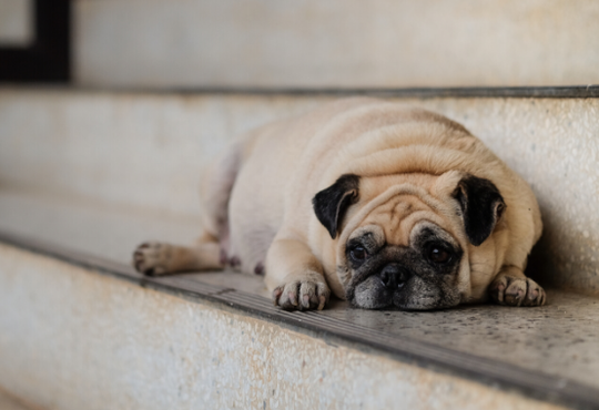 ANXIOUS DOG 