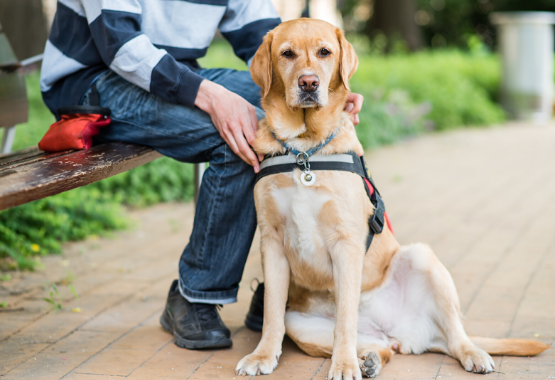 SERVICE DOG