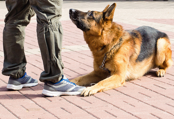 SERVICE DOG