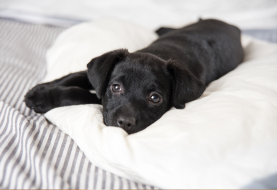 BLACK LAB PUPPY