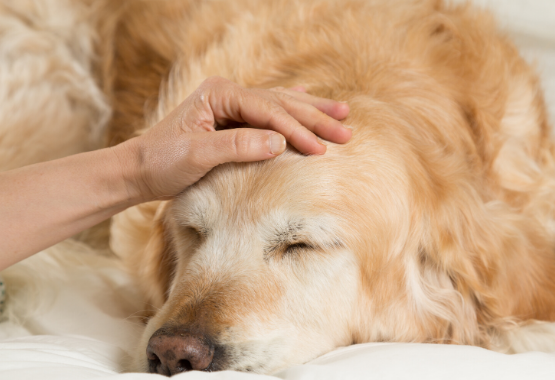 SICK GOLDEN RETRIEVER