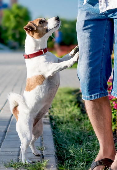 DOG JUMPING ON OWNER 