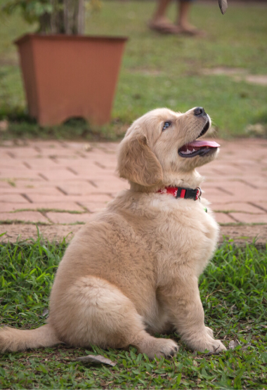 GOLDEN RETRIEVER PUPPY