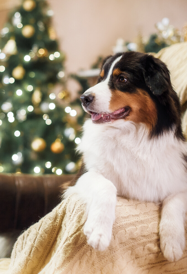 COLLIE WITH HOLIDAY DECORATIONS