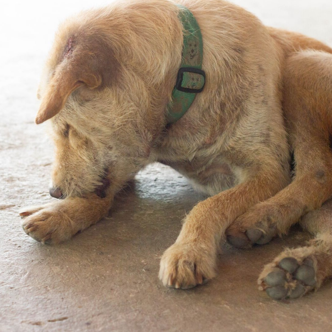 DOG WITH ITCHY SKIN