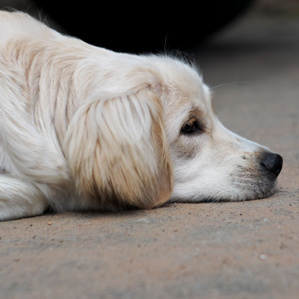 ANXIOUS GOLDEN RETRIEVER 